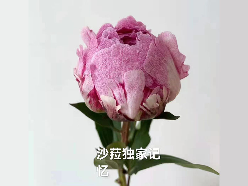 沙菈獨(dú) 家記憶 中期 花徑極大 重瓣型